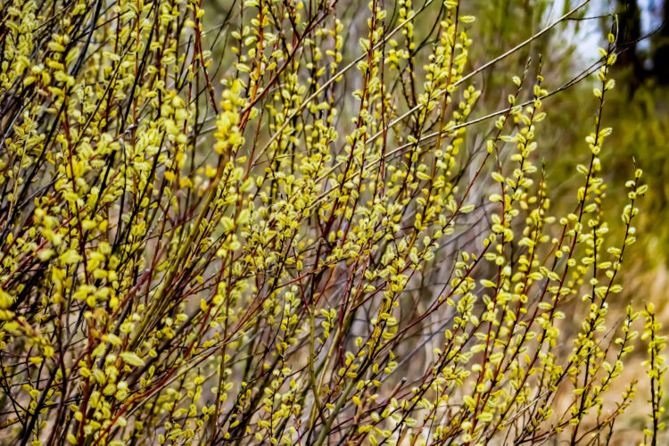 Propagate Like a Pro! Rooting Willow Cuttings